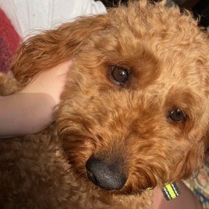 Meet your Posher, Lilly